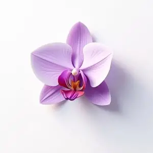 ژل لابیا در آمل